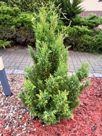 Cyprysik żółty jak tuja cyprys Lawsona Ivonne w doniczce P9 15 - 25 cm