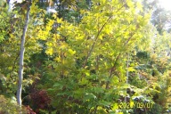 Klon osakazuki czerwony 14 letni szczepiony karłowy japoński palmowy inny