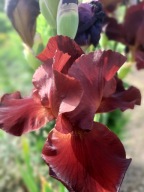 Kosaciec Irys mix kolorów 20 sztuk