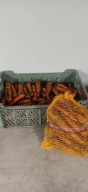 Marchew własnej produkcji 5 kg naturalna