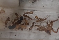 Camponotus pseudoirritans kolonia krolowa + 10-15 robotnic . Mrówki