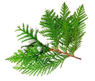 ŚWIEŻE GAŁĄZKI TUI 20 CM 50 SZTUK STROIKI WIANKI GIRLANDY BOZONARODZENIE