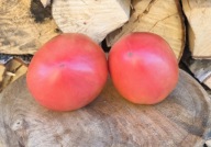 Pomidor Śpiący Olbrzym nasiona kolekcjonerskie