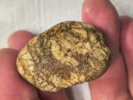 Skamieniałe koralowce algi glony agaty muszlowe