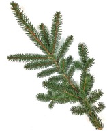 Gałązka świerka zielona żywa 30 cm 50 sztuk na girlandy wianki stroiki