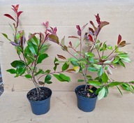 Głogownik sadzonka w pojemniku 0,5-1l 25-40 cm ZIMOZIELONY