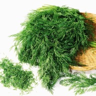 Koper ogrodowy Moravan bardzo plenny szybki wzrost nasiona kopru