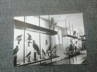 Białowieża muzeum dział ptaków drapieżnych