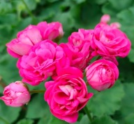 Pelargonia zonale PEŁNA zonale Survivor Rosalinda JAK RÓŻA