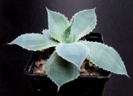 Kaktusy! - Agave 'tradewinds' - RARYTAS!!!