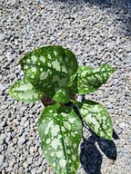 MIODUNKA WĄSKOLISTNA "MOONSHINE" Pulmonaria sadzonka