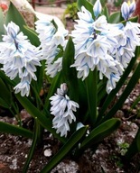 Cebulica syberyjska biała alba sadzonka w pojemniku p8 wieloletnia odporna