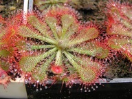 Rosiczka - Drosera communis x50 nasiona!! Świeże!