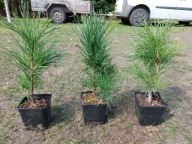 Sosna limba 16-20cm (6zł) pakiet 50 sztuk