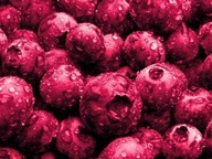 Borówka amerykańska 4 letnia PINK LEMONADE różowa