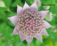 JARZMIANKA NAJWIĘKSZA astrantia maxima NIETYPOWA o dużych kwiatach SADZONKI