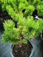 Sosna górska WINTER GOLD szczepiona