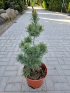 Sosna drobnokwiatowa Pinus parviflora 'Ibo can' NA BIG BONSAI