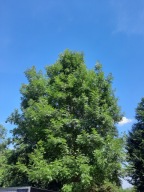 Jesion wyniosły drzewo sadzonka w doniczce wysokie drzewo długowieczne