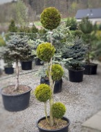 Thuja tuja golden smaragd kula formowana 145-150cm