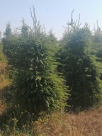 Świerk cięty- hurt, choinki