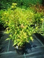 ZADRZEWNIA BEZOGONKOWA "BUTTERFLY" Diervilla MIODODAJNA