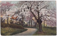 Kwitnący sad Droga do domuZielone Światki 1916r.feldpost z638