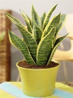 Sansevieria sansewieria superba wężownica język teściowej SADZONKA 40 cm
