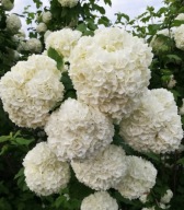 Kalina koralowa 'Roseum'