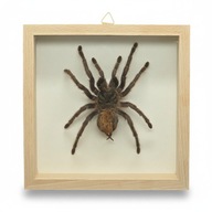 Pająk w gablotce