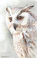 Ptak , ptaki , sowa - akwarela z passe - partout
