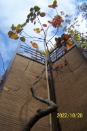 Perukowiec pienny spiralny niwaki szczepiony inny