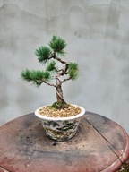 Sosna drobnokwiatowa pinus parviflora Aoi bonsai