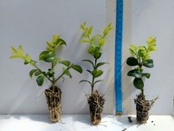 BUKSZPAN LATIFOLIA Maculata złoty żółty