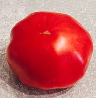 Pomidor Syberyjski Gigant (18) nasiona kolekcjonerskie