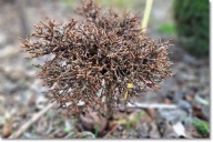 Larix decidua 'Little Bogle WB'- !!!