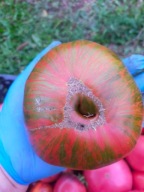 Pomidor Girl girl's weird thing urodziwy i smaczny nasiona kolekcjonerskie