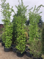 GRAB POSPOLITY 'Carpinus Betulus' Wys. ok 500 cm !