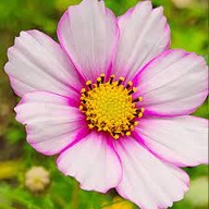 ONĘTEK KOSMOS sensation PICOTEE SADZONKA z golym korzeniem miododajna 50szt