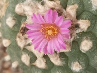 Kaktus Lophophora jordaniana duża z ziemią i donicą LJ2+ gratisy +ogrzewacz