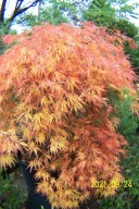 Klon dissectum Natake buk lipa platan wiśnia katalpa miłorząb dąb grab inny