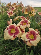 LILIOWIEC HELLO SCREAMER-brzoskwinia i czerwień hodowla własna