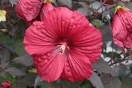 Hibiskus Holy Grail ketmia sadzonka 2 l