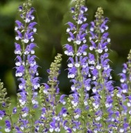 Szałwia - Salvia Madeline - 30 nasion