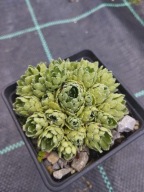 Skalnica - Saxifraga 'Herbert von Krajan'