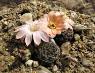 Kaktus ,Rebutia, Mediolobivia violascens HJ 530