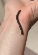 TELODEINOPUS AOUTI Wij kenijski 5 cm +