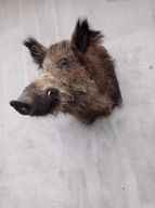 medalion dzika trofea lowiectwo eksponat