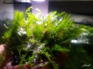Fissidens Nobilis Long Leaf 10 gałązek od fibell
