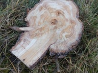 Plaster drewna Tuja krążek 1 szt. Średnica 10-20 cm Grubość 2 cm Naturalny